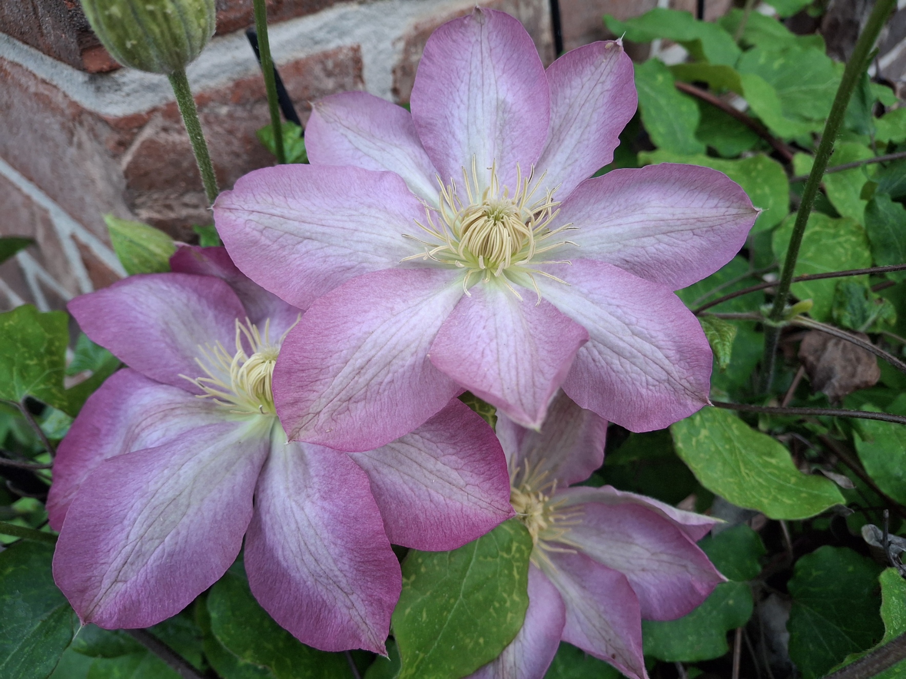 Garden2025Clematis