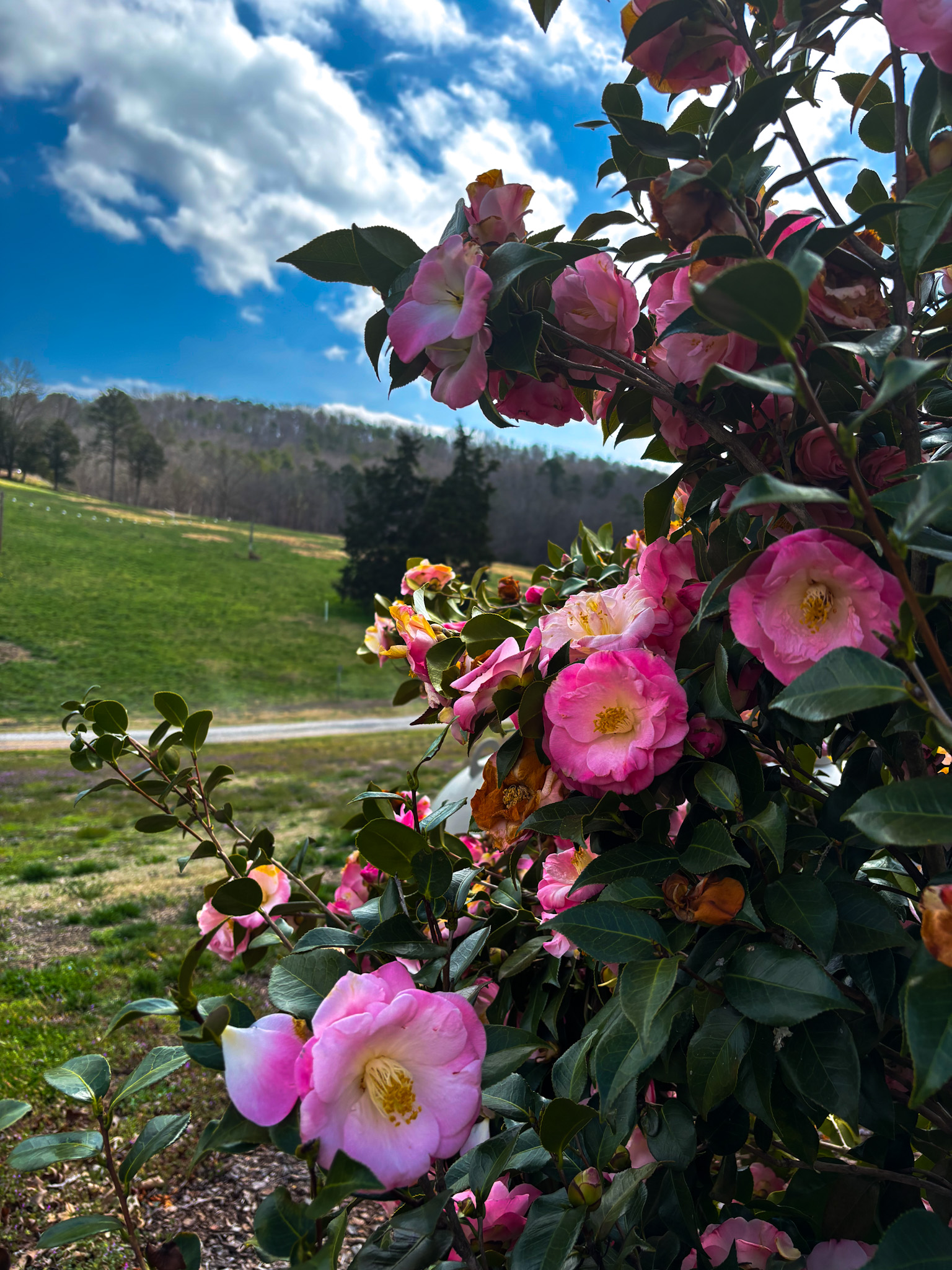 IMG_3084 Customer Yard Photo