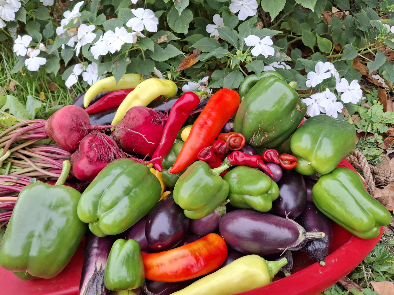 VeggieHarvest1 Customer Vegetable Basket