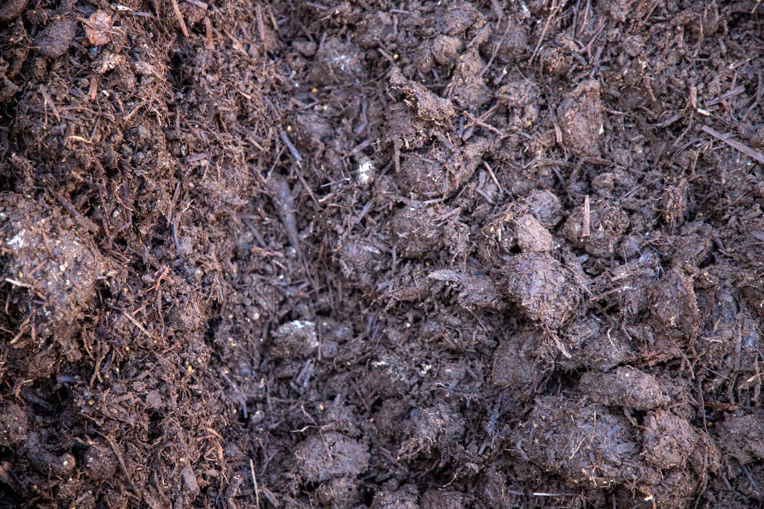 Mushroom Compost CLOSE UP (1) Mushroom Compost