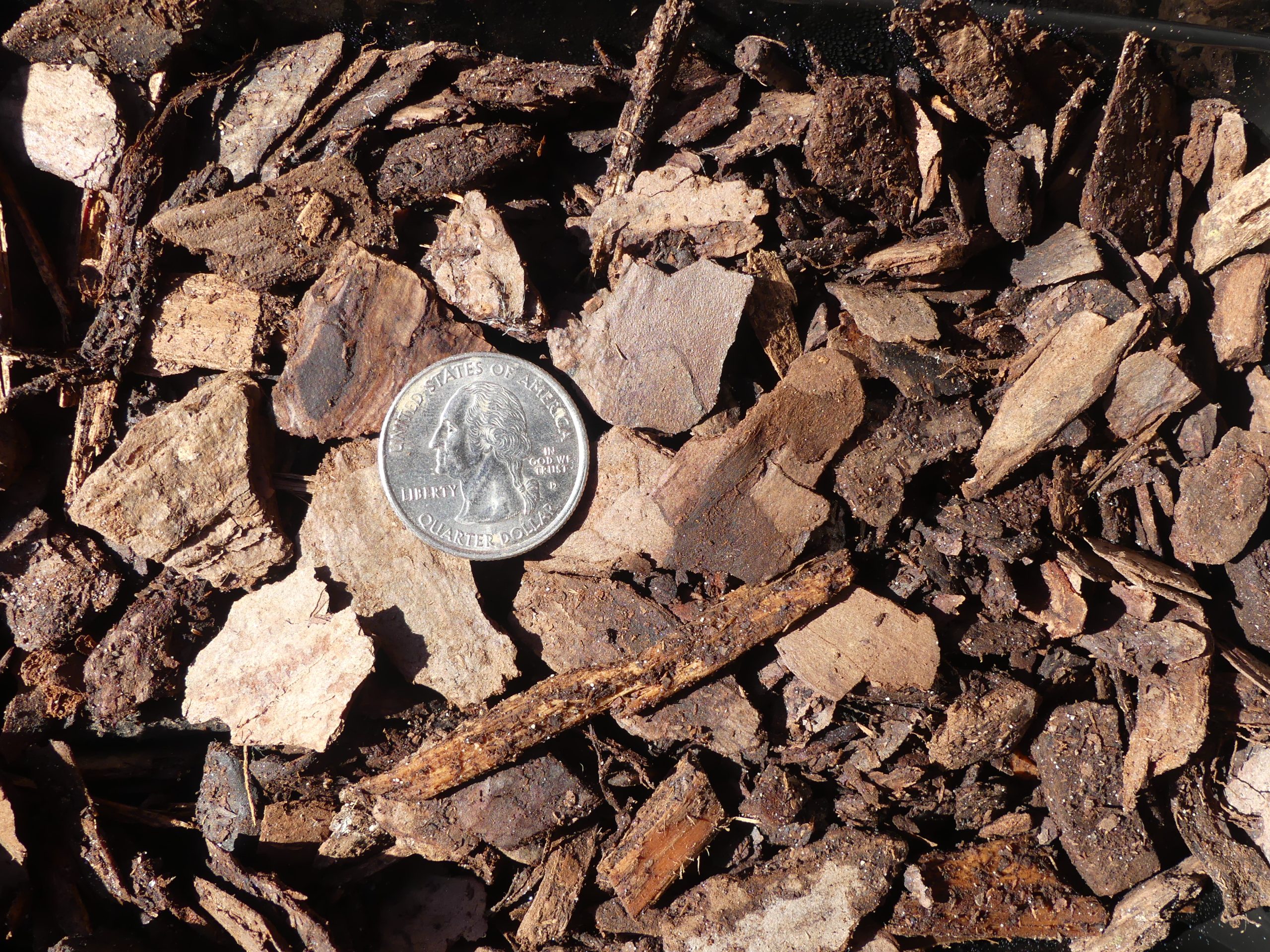 P1020680 Mini Pine Bark Nuggets