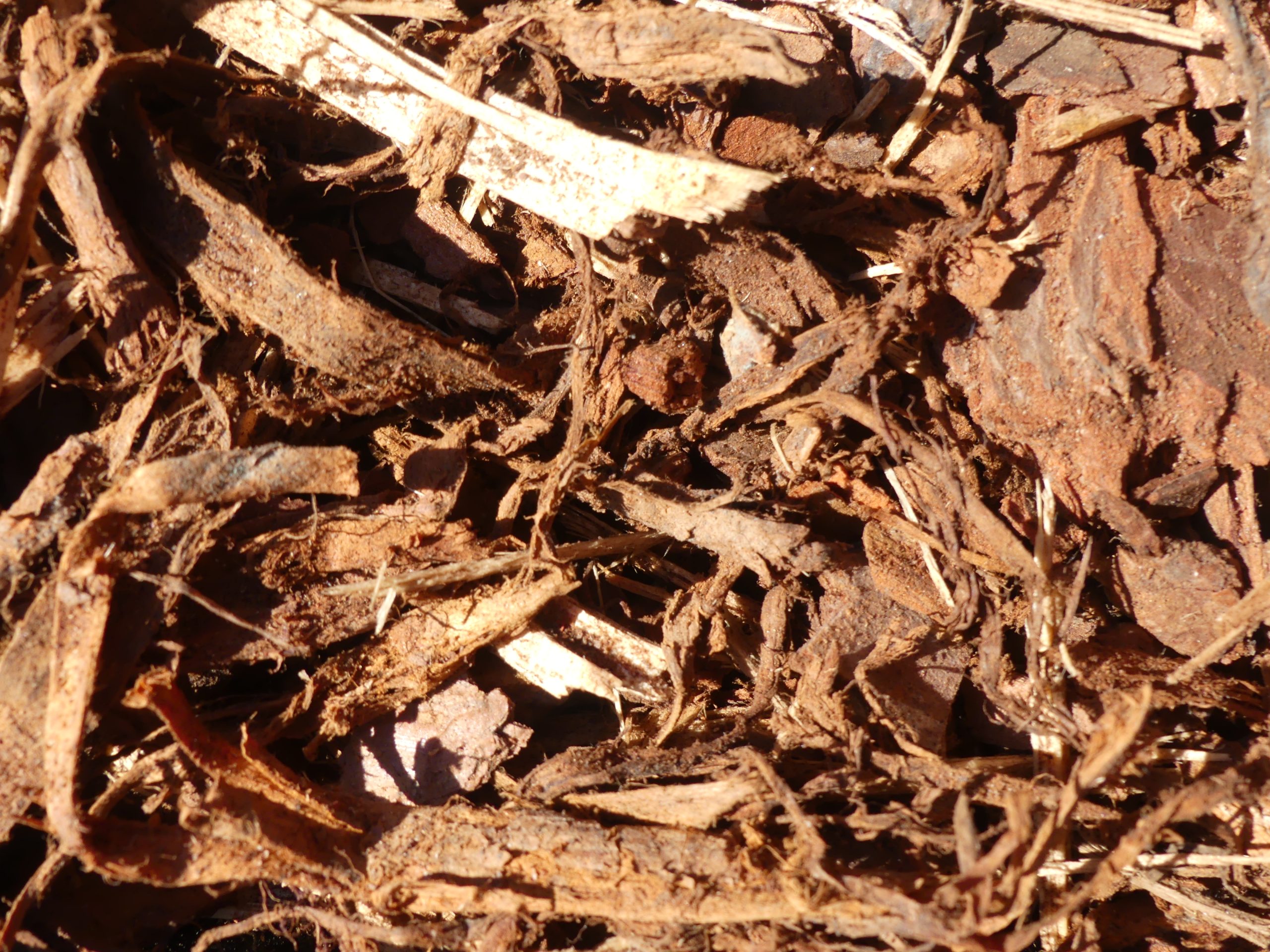 P1020689 Shredded Pine Bark